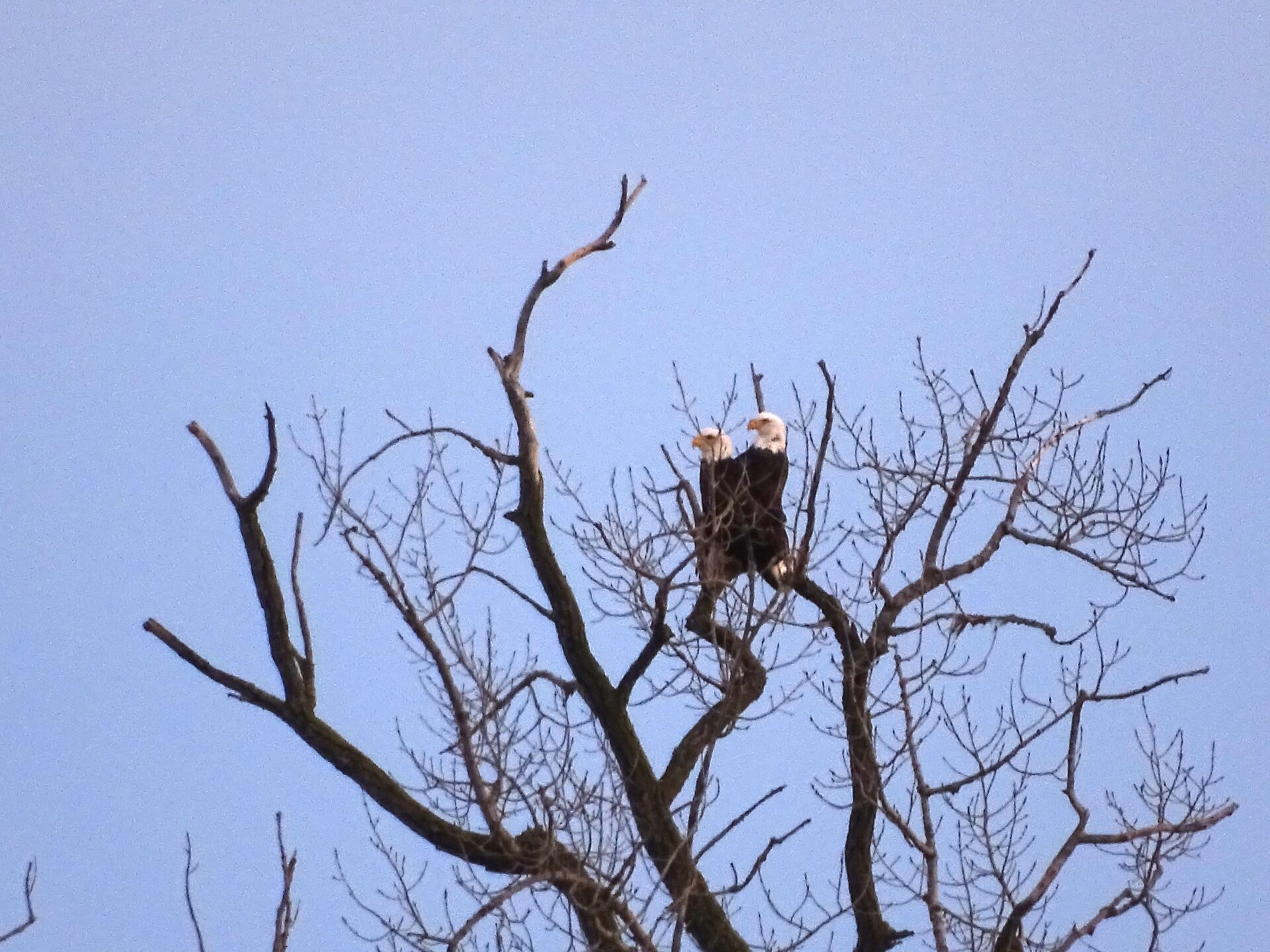 2021 Bald Eagle Nesting Updates - 1000 Islands Environmental Center