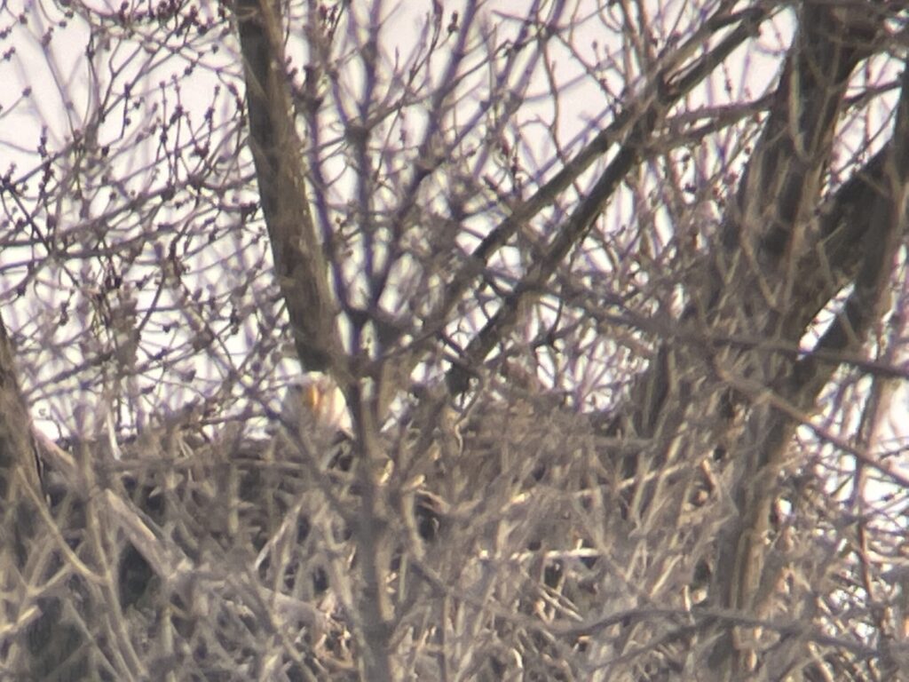 2021 Bald Eagle Nesting Updates - 1000 Islands Environmental Center