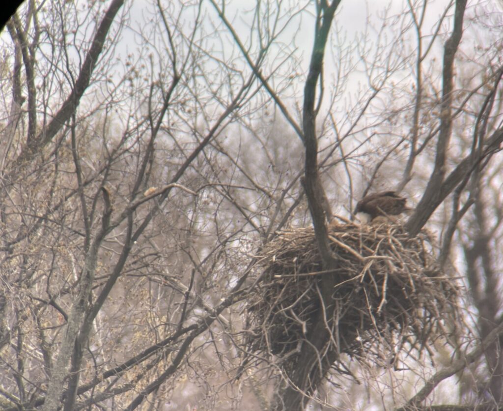 2021 Bald Eagle Nesting Updates - 1000 Islands Environmental Center