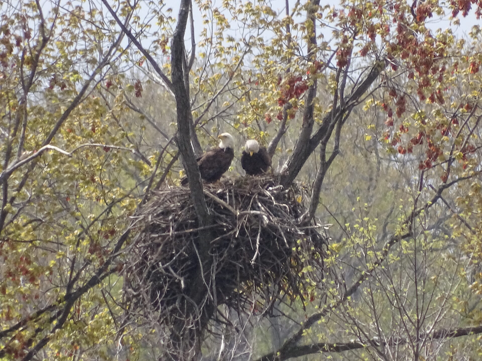 2021 Bald Eagle Nesting Updates - 1000 Islands Environmental Center