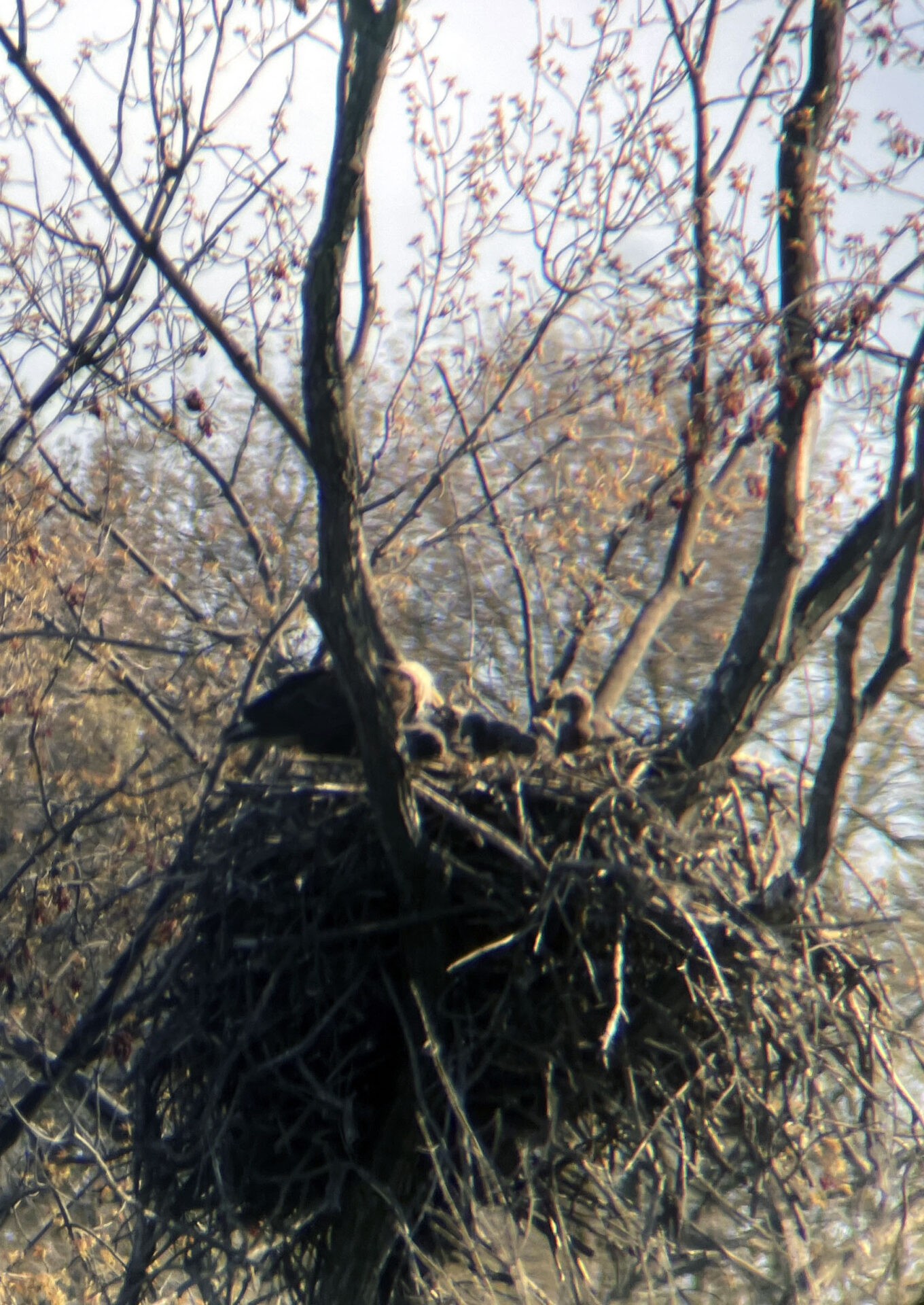 2021 Bald Eagle Nesting Updates - 1000 Islands Environmental Center