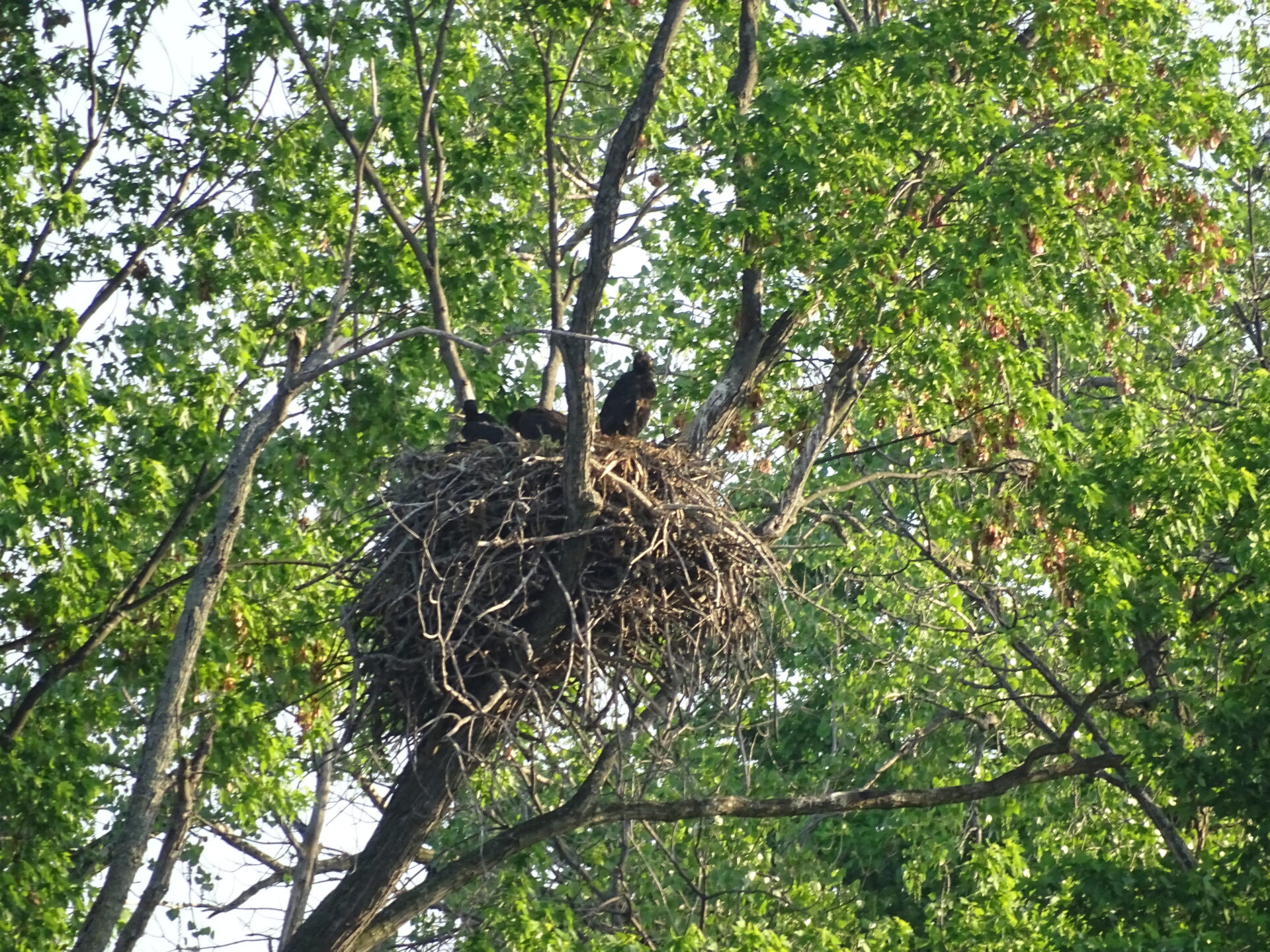 2021 Bald Eagle Nesting Updates - 1000 Islands Environmental Center