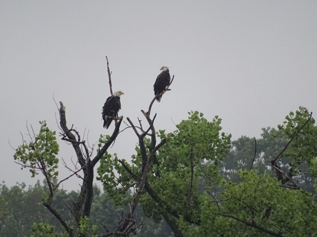 2021 Bald Eagle Nesting Updates 1000 Islands Environmental Center 5473